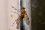  Chrysopilus laetus Zetterstedt, 1842