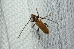  Phymatodes testaceus (Linnaeus, 1758)