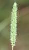 Fléole de Boehmer, Fléole fausse Fléole Phleum phleoides (L.) H.Karst., 1880