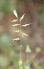 Avoine des prés Helictochloa pratensis (L.) Romero Zarco, 2011