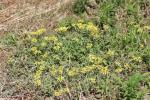Arctothèque souci Arctotheca calendula (L.) Levyns, 1942