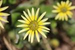 Arctothèque souci Arctotheca calendula (L.) Levyns, 1942