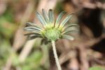 Arctothèque souci Arctotheca calendula (L.) Levyns, 1942