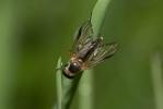  Rhagio lineola Fabricius, 1794