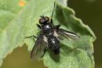  Nyctia halterata (Panzer, 1798)