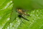  Chrysopilus asiliformis (Preyssler, 1791)
