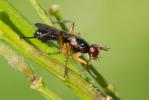  Phrosia albilabris (Fabricius, 1805)