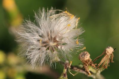 Séneçon commun Senecio vulgaris L., 1753