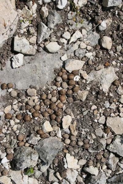 Lapin de garenne Oryctolagus cuniculus (Linnaeus, 1758)