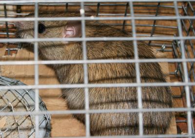  Rattus norvegicus (Berkenhout, 1769)