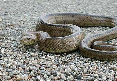 Couleuvre à échelons Zamenis scalaris (Schinz, 1822)