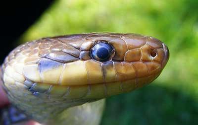 Couleuvre d'Esculape Zamenis longissimus (Laurenti, 1768)