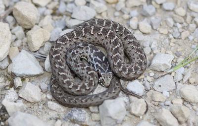 Couleuvre de Montpellier Malpolon monspessulanus (Hermann, 1804)