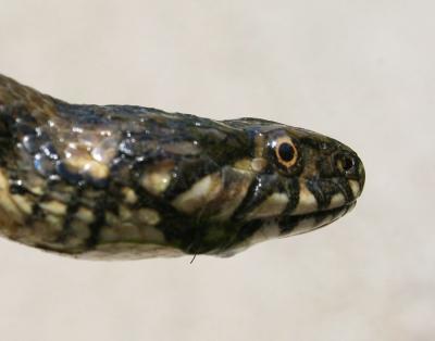 Couleuvre vipérine Natrix maura (Linnaeus, 1758)