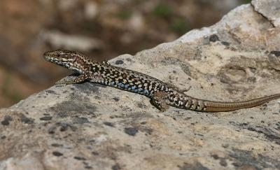 Lézard des murailles Podarcis muralis (Laurenti, 1768)