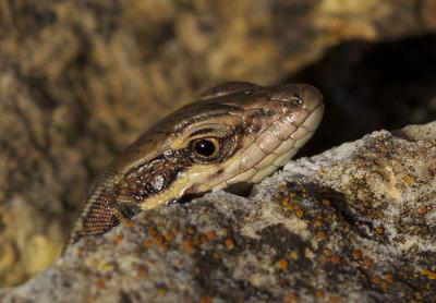 Lézard des murailles Podarcis muralis (Laurenti, 1768)