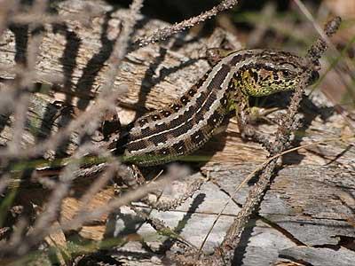 Lézard des souches Lacerta agilis Linnaeus, 1758