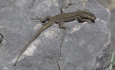 Lézard catalan Podarcis liolepis (Boulenger, 1905)