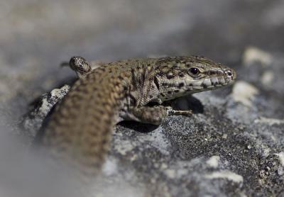 Lézard catalan Podarcis liolepis (Boulenger, 1905)