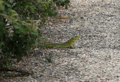 Lézard ocellé Timon lepidus (Daudin, 1802)
