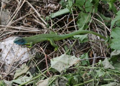 Lézard vert Lacerta bilineata Daudin, 1802