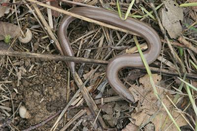 Orvet fragile Anguis fragilis Linnaeus, 1758