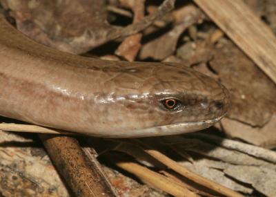 Orvet fragile Anguis fragilis Linnaeus, 1758