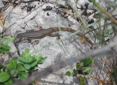 Psammodrome algire Psammodromus algirus (Linnaeus, 1758)