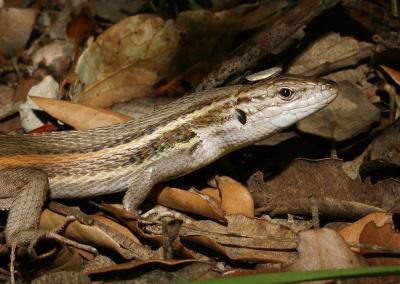 Psammodrome algire Psammodromus algirus (Linnaeus, 1758)