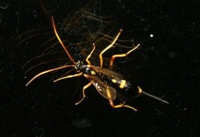  Acroricnus seductor (Scopoli, 1786)