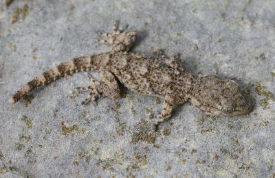 Tarente de Maurétanie Tarentola mauritanica (Linnaeus, 1758)