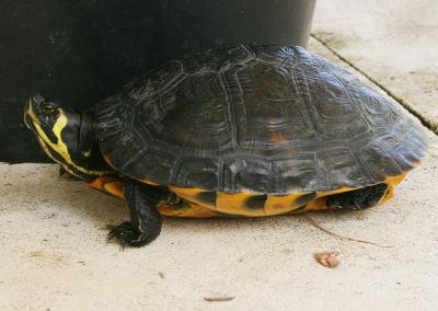 Tortue de Floride Trachemys scripta elegans (Wied, 1839)