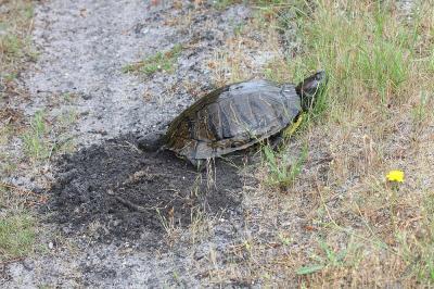 Tortue de Floride Trachemys scripta elegans (Wied, 1839)