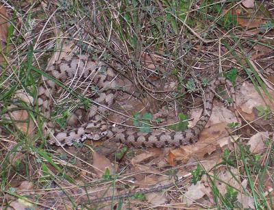 Vipère aspic Vipera aspis (Linnaeus, 1758)