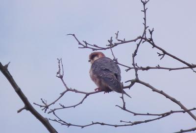 Faucon kobez Falco vespertinus Linnaeus, 1766