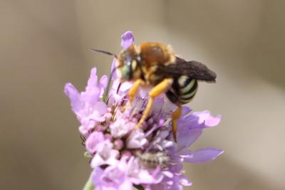  Trachusa integra (Eversmann, 1852)