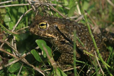 Crapaud calamite Epidalea calamita (Laurenti, 1768)