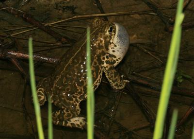 Crapaud calamite Epidalea calamita (Laurenti, 1768)
