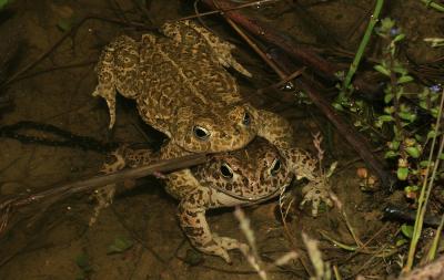 Crapaud calamite Epidalea calamita (Laurenti, 1768)
