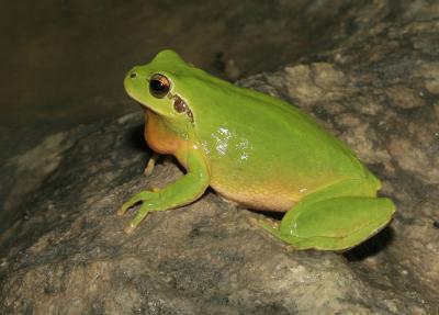 Rainette méridionale Hyla meridionalis Boettger, 1874