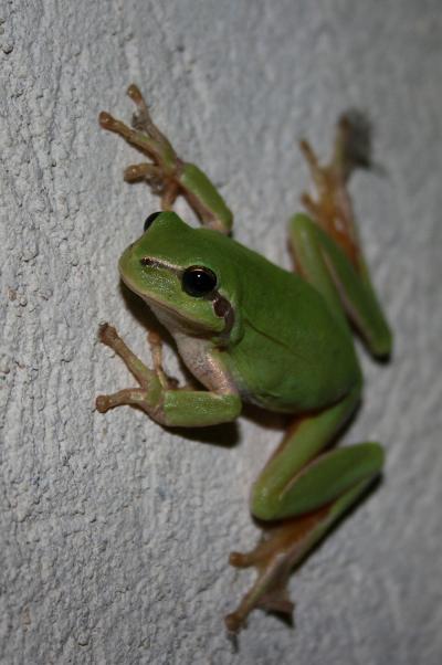 Rainette méridionale Hyla meridionalis Boettger, 1874