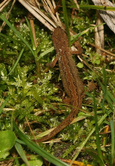 Triton palmé Lissotriton helveticus (Razoumowsky, 1789)