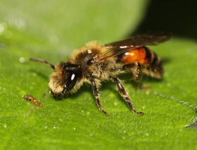  Andrena florea Fabricius, 1793