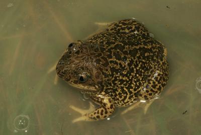 Pélobate cultripède Pelobates cultripes (Cuvier, 1829)