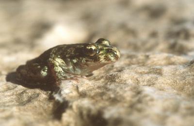 Pélodyte ponctué Pelodytes punctatus (Daudin, 1803)