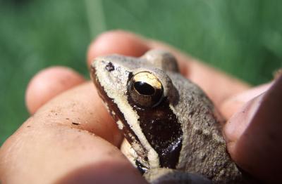 Grenouille agile Rana dalmatina Fitzinger in Bonaparte, 1838
