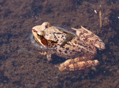 Grenouille rousse Rana temporaria Linnaeus, 1758