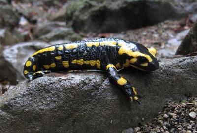 Salamandre tachetée Salamandra salamandra (Linnaeus, 1758)
