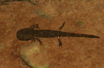 Salamandre tachetée Salamandra salamandra (Linnaeus, 1758)