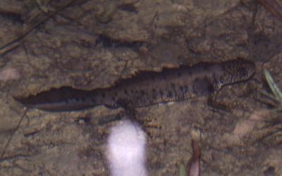 Triton crêté Triturus cristatus (Laurenti, 1768)